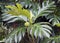 Breadfruit Tree, Caribbean