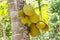 Breadfruit tree in the jungle. The fruit in the