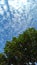 Breadfruit trees from below against a blue sky