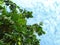 Breadfruit trees and cloudy blue sky