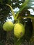 Breadfuit tree Artocarpus altilis 10