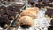 Breads and baked goods large assortment in bakery shelves with fresh baked crispy bread organic