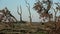 Break down old oak tree on autumn fields after storm