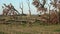 Break down old oak tree on field after storm