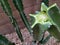 Break Point of  Thornless Cereus Cactus