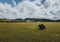 Breakfast with a good coffee and many fruitsLandscape Alone Tree in Cornfield Mountains With Blue Sky