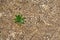 BREAKING BARRIERS, Small green plant coming out of the cement