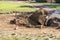 Breaking Ground Small Bulldozer Digging In Dirt and Grass