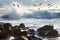 breaking wave rolling over rocky shoreline, with seagulls in flight