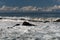 Breaking waves on submerged rocks near shoreline in cold winter storm