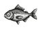 Bream fish sketch vector