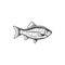 Bream, freshwater and marine fish, fishing or food