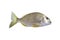 Bream Tarwhine Fish