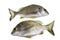 Bream Yellowfin Fish