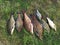Breames of different sizes on green grass. Successful fishing of bream