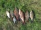 Breames of different sizes on green grass. Successful fishing rich catch