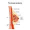 Breast anatomy. Cross-section of the mammary gland.