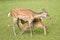 Breast feeding deer