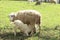 Breast-Feeding Sheep