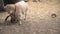 Breastfeeding baby goat aggressively sucking mothers milk on a farm