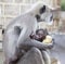 Breastfeeding Monkey