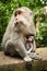 Breastfeeding monkey