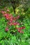 The breath of autumn. Bird cherry Bush in the forest with red leaves among the green trees. Summer landscape.