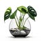 A Breath of Fresh Air: The Air-Purifying Philodendron Brasil Plant