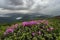 Breath-taking rhododendron flower above the clouds