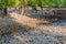 Breathing roots in Sundarbans, Banglade