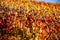 Breathtaking autumn landscape in the Mayschoss vineyards in sunshine