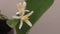 Breathtaking Beauty: Lemon Tree Flowers in Full Bloom - Flowers Opening Close-Up