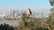 Breathtaking cinematic view of Red-tailed Hawk on tree at downtown Los Angeles