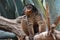 Breathtaking Close Up of a Brown Collared Lemur