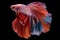 Breathtaking combination of hues betta fish stands out as a living masterpiece on black background
