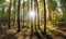 A breathtaking forest scene with the sun\\\'s brilliance peeking through trees Creating using generative AI tools