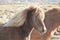 Breathtaking Icelandic Pony with Sun Glistening Off His Mane