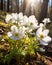 Breathtaking Image of Delicate White Anemones in Soft Sunlight, Symbolizing Spring\\\'s Renewal in Forest. Generative Ai