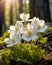 Breathtaking Image of Delicate White Anemones in Soft Sunlight, Symbolizing Spring\\\'s Renewal in Forest. Generative Ai