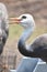 Breathtaking Large White Hooded Crane Calling to Friends