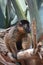 Breathtaking Little Brown Collared Lemur in Nature