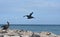 Breathtaking pelican flying through the sky in aruba