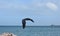 Breathtaking pelican flying through the sky in aruba