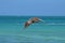 Breathtaking photo of a pelican flying through the carribean sky