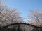 A breathtaking photograph capturing the ethereal beauty of a cherry blossom tree in full bloom within a serene garden.