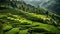 Breathtaking Rice Terraces in Bali