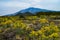 Breathtaking scenery with a yellow flowers of ferula and the Mount Etna in a distance