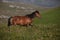 Breathtaking selective focus shot of a wild brown horse running in the field in Galicia, Spain