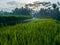 Breathtaking shot of a field of tall grass with trees during sunset with a cloudy sky