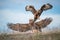 Breathtaking shot of two New Zealand wild hawks fighting with each other with open wings